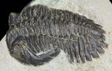 Bargain, Hollardops Trilobite - Morocco #62168-3